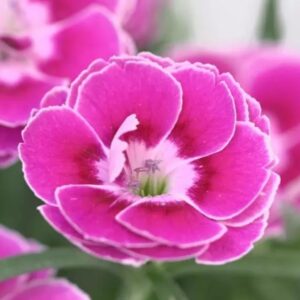 DIANTHUS Capitán™ Magnifica