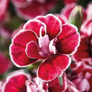 DIANTHUS Capitán™ Red White Edge