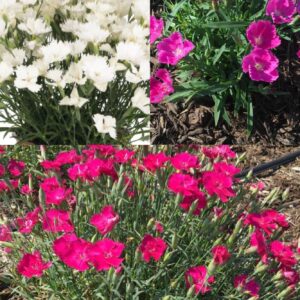 DIANTHUS Mix (Pinks)