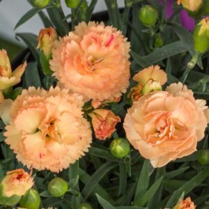DIANTHUS SuperTrouper™ Orange