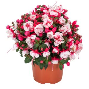 FUCHSIA Ballerina Arabesque