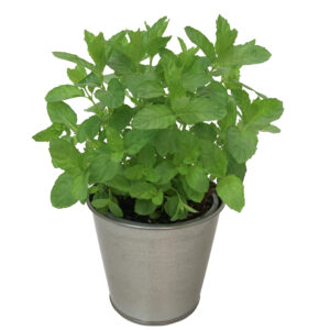 HERB Mint Ice Chill *New