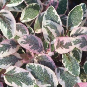 HERB Sage Tricolor (Salvia)