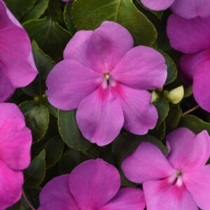 IMPATIENS Beacon Blue Pearl *New