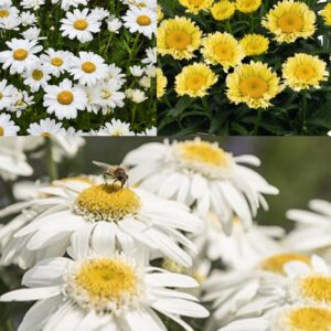 LEUCANTHEMUM Maximum Mix (Shasta Daisy)