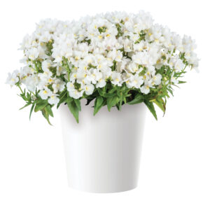 NEMESIA Escential Snowberry