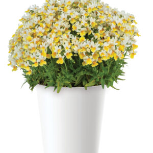 NEMESIA Escential Sunberry