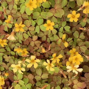 OXALIS Molten Lava