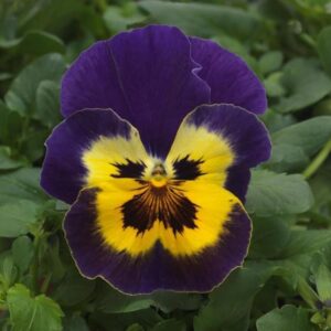 PANSY Top Wave™ Purple Sunburst *New