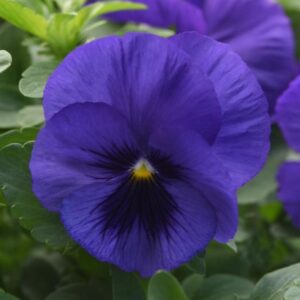 PANSY Top Wave™ Blue Blotch *New