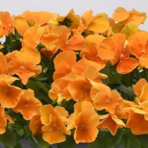 PANSY Top Wave™ Orange *New
