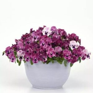 PANSY Top Wave™ Pink Shades *New