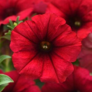 PETUNIA Headliner™ Crimson *New