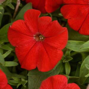 PETUNIA Headliner™ Red 26