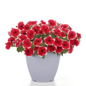 PETUNIA Headliner™ Strawberry Picotee *New