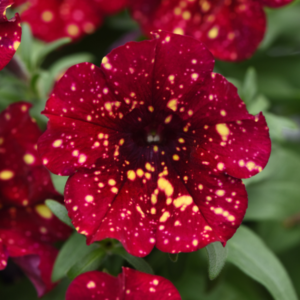 PETUNIA Main Stage Burgundy Sky *New