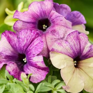 PETUNIA Shake Blueberry