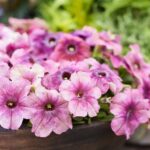 PETUNIA Shake Cherryberry *New