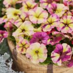 PETUNIA Shake Raspberry