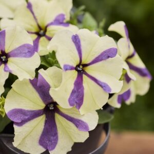 PETUNIA Shake Grapeberry *New