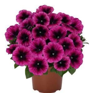 PETUNIA Sweetunia Purple Gem