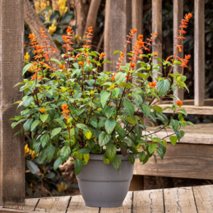 SALVIA Fashion™ Orange