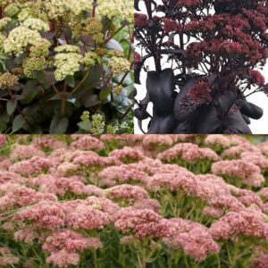 SEDUM- Mix  #2