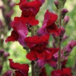 SNAPDRAGON Rocket Red (240)