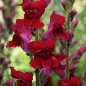 SNAPDRAGON Rocket Red (240)