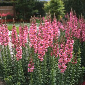 SNAPDRAGON Rocket Rose Shades (240)
