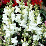 SNAPDRAGON Rocket White (240)