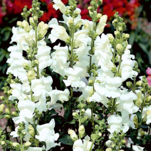 SNAPDRAGON Rocket White (240)