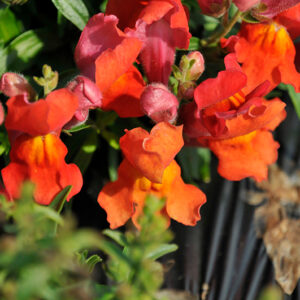 SNAPDRAGON Snapshot™ Orange