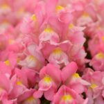 SNAPDRAGON Snapshot™ Pink