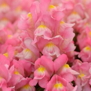 SNAPDRAGON Snapshot™ Pink