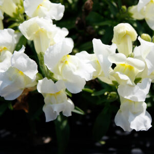 SNAPDRAGON Snapshot™ White