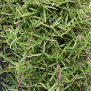 ORNAMENTAL GRASS Stenotaphrum Secundatum 'Variegatum'