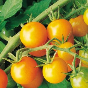 TOMATO Sungold
