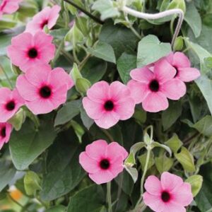 THUNBERGIA (Black Eyed Susan) Sunny Susy® Rose Sensation