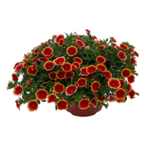 CALIBRACHOA Unique Sangria Fizz *New