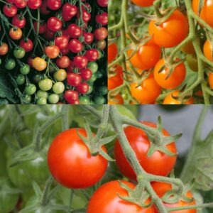 TOMATO Trilogy Cherry *New