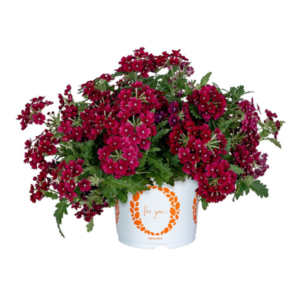 VERBENA Empress Flair Burgundy