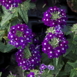 VERBENA Lascar™ Dark Violet