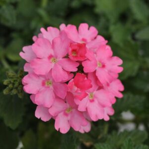 VERBENA Lascar™ Pink