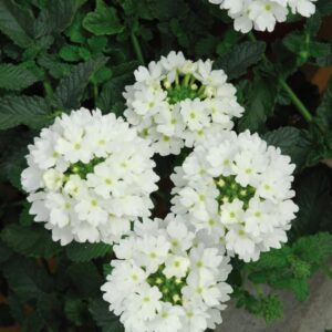 VERBENA Lascar™ White
