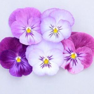 VIOLA ColorMax Lavender Flash *New