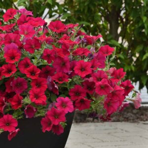 PETUNIA Wave® Carmine Velour (275)