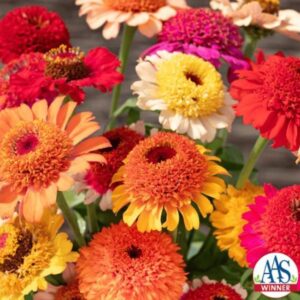 ZINNIA Crestar Mix (240) *New