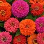 ZINNIA Elegant™ Hot Mix (240) *New