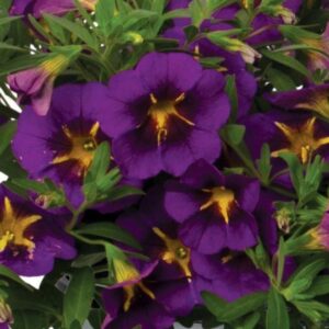 CALIBRACHOA Bloomtastic Purple Cartwheel *New